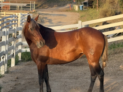 HorseID: 2308926 Indie - PhotoID: 1093229