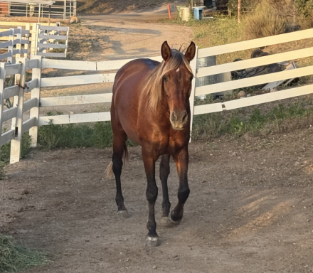 HorseID: 2308926 Indie - PhotoID: 1093230