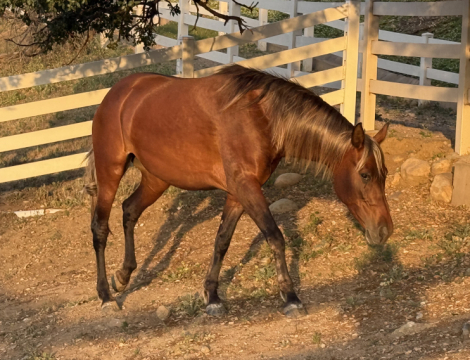 HorseID: 2308926 Indie - PhotoID: 1093231