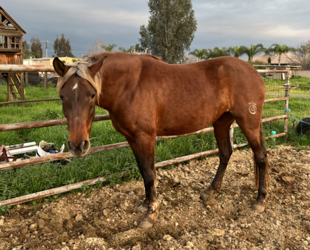 HorseID: 2308926 Indie - PhotoID: 1093233