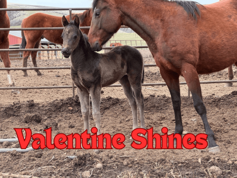 HorseID: 2308931 Valentine Shines - PhotoID: 1093238