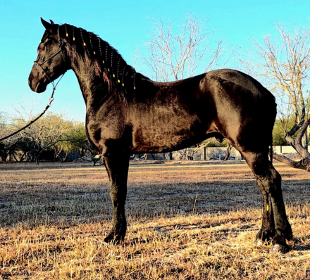 HorseID: 2308933 Wytse - PhotoID: 1093234