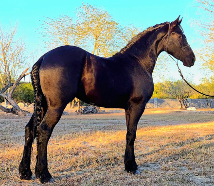 HorseID: 2308933 Wytse - PhotoID: 1093235