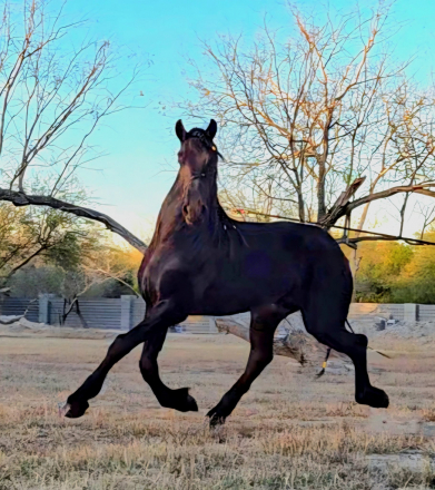 HorseID: 2308933 Wytse - PhotoID: 1093236