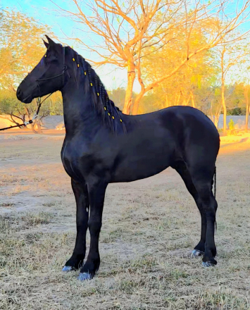 HorseID: 2308933 Wytse - PhotoID: 1093237