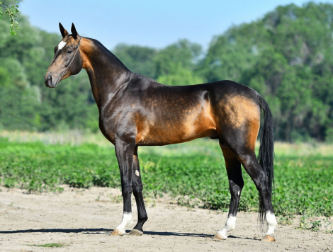 HorseID: 2308935 Gappar-Dacor - PhotoID: 1093240