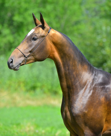 HorseID: 2308935 Gappar-Dacor - PhotoID: 1093241