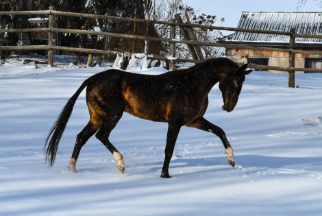 HorseID: 2308935 Gappar-Dacor - PhotoID: 1093243