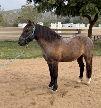 HorseID: 2308939 Blueberry - PhotoID: 1093245