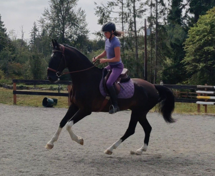 HorseID: 2308940 Nicodemus - PhotoID: 1093246