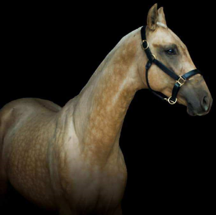 HorseID: 2308942 Polaris - PhotoID: 1093247