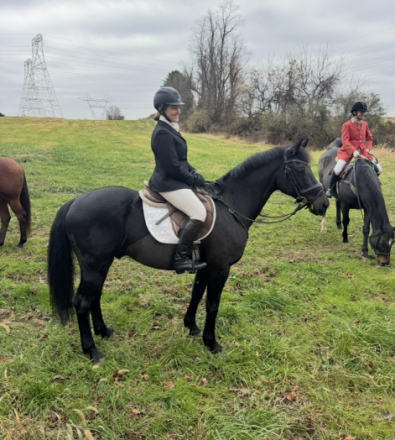 HorseID: 2308946 Mendo - PhotoID: 1093249