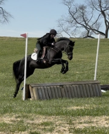 HorseID: 2308946 Mendo - PhotoID: 1093251