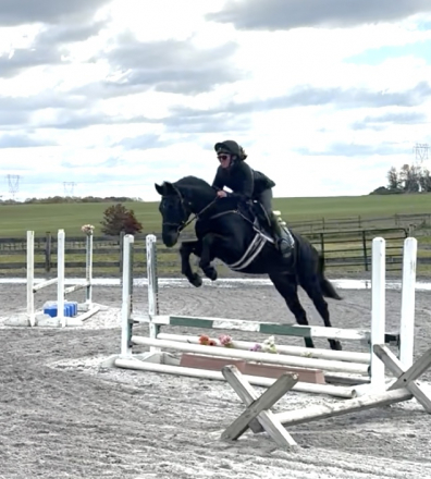 HorseID: 2308946 Mendo - PhotoID: 1093252