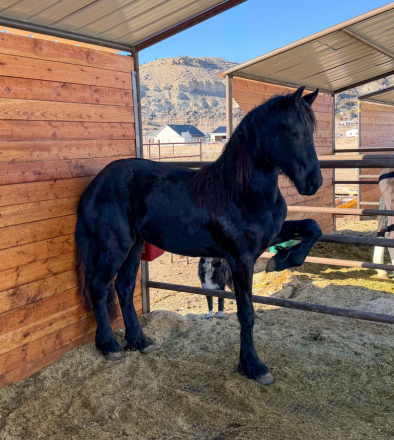 HorseID: 2308947 Alexander V.D.M. - PhotoID: 1093253