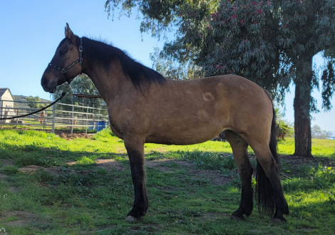 HorseID: 2308949 Violet - PhotoID: 1093254