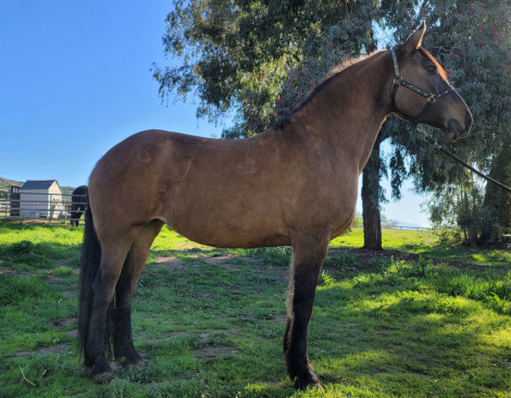 HorseID: 2308949 Violet - PhotoID: 1093255