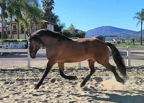 HorseID: 2308949 Violet - PhotoID: 1093257