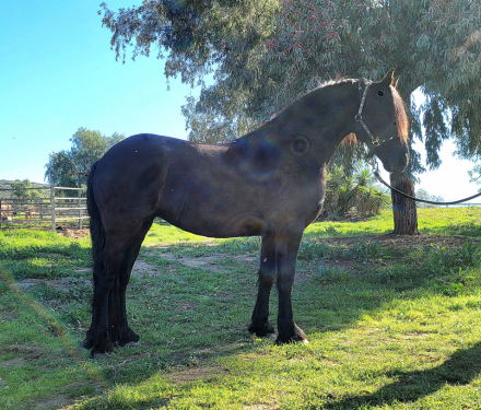 HorseID: 2308953 Sabella - PhotoID: 1093259