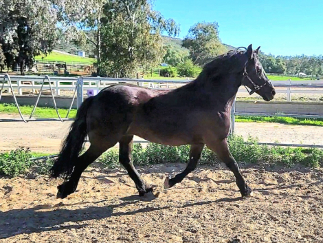 HorseID: 2308953 Sabella - PhotoID: 1093261