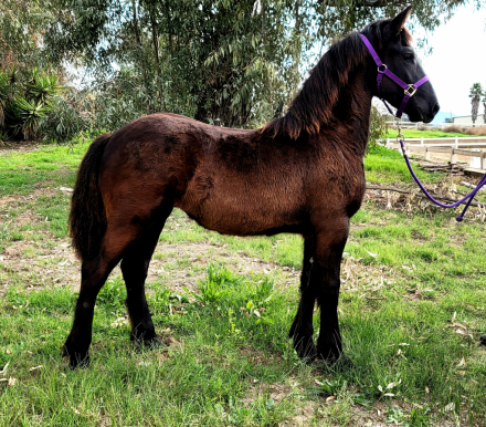 HorseID: 2308956 Freoneike - PhotoID: 1093263