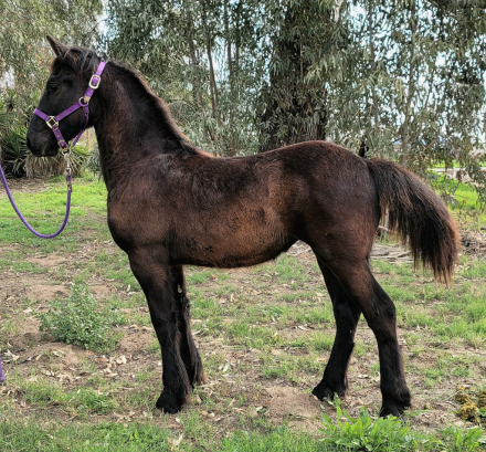 HorseID: 2308956 Freoneike - PhotoID: 1093264