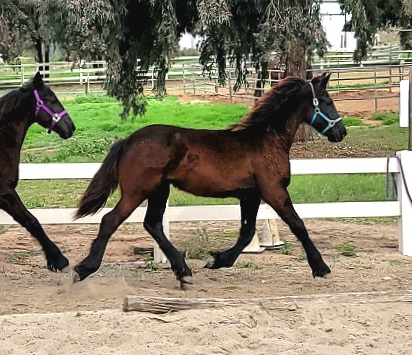 HorseID: 2308956 Freoneike - PhotoID: 1093266