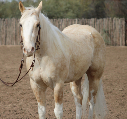 HorseID: 2308957 Sly - PhotoID: 1093275