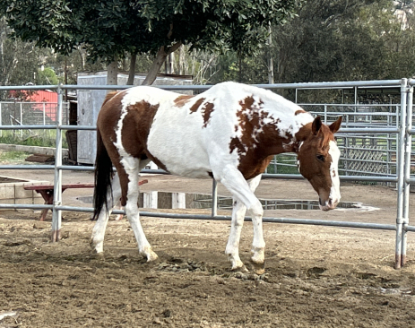 HorseID: 2308959 Lucy - PhotoID: 1093276