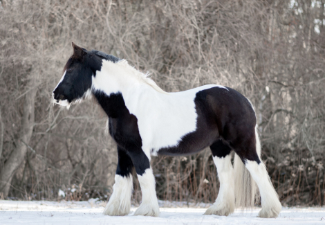 HorseID: 2308964 CR Alouette - PhotoID: 1093278