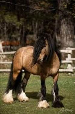 HorseID: 2308964 CR Alouette - PhotoID: 1093292