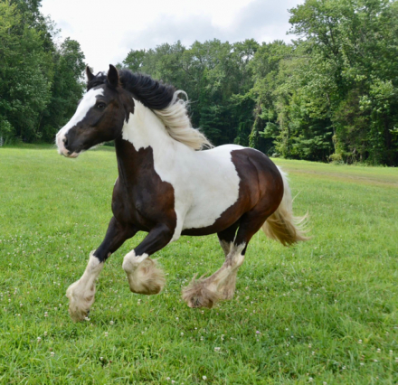 HorseID: 2308964 CR Alouette - PhotoID: 1093293