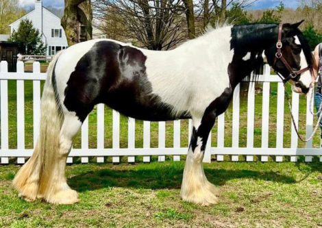 HorseID: 2308964 CR Alouette - PhotoID: 1093294