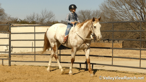 HorseID: 2308965 Secret Cash - PhotoID: 1093279