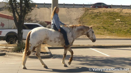 HorseID: 2308965 Secret Cash - PhotoID: 1093280