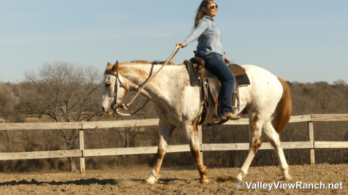 HorseID: 2308965 Secret Cash - PhotoID: 1093282