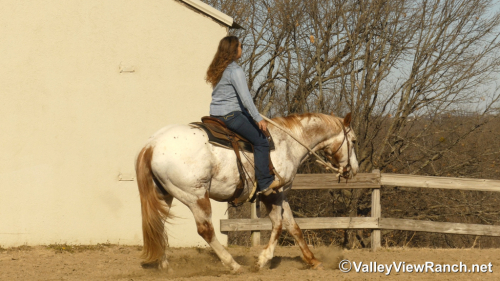 HorseID: 2308965 Secret Cash - PhotoID: 1093283