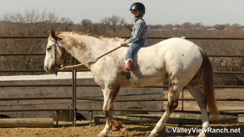 HorseID: 2308965 Secret Cash - PhotoID: 1093284