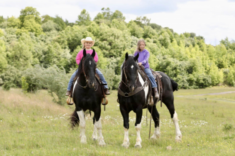 HorseID: 2308967 Tucker & Todd - PhotoID: 1093288