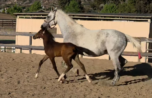 HorseID: 2308971 Riviera - PhotoID: 1093296