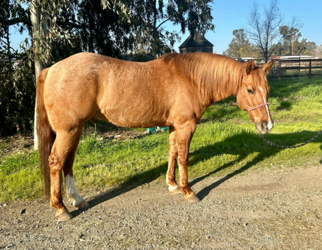 HorseID: 2308972 Amigo - PhotoID: 1093297