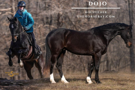 HorseID: 2308975 Dojo - PhotoID: 1093302