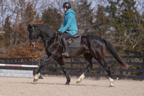 HorseID: 2308975 Dojo - PhotoID: 1093303