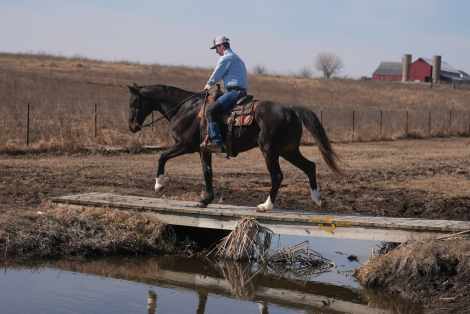 HorseID: 2308975 Dojo - PhotoID: 1093305