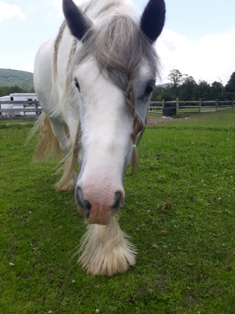 HorseID: 2308976 Grant aka Jokers Wild - PhotoID: 1093307