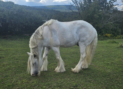 HorseID: 2308976 Grant aka Jokers Wild - PhotoID: 1093308