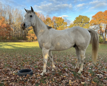 HorseID: 2308977 Genuines Mister Chrome - PhotoID: 1093306