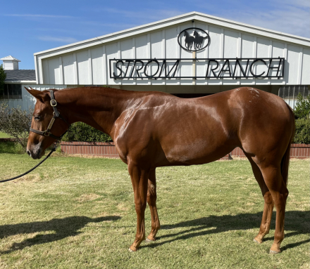 HorseID: 2308978 THE COOLEST EGO - PhotoID: 1093738