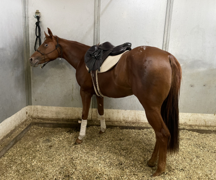 HorseID: 2308978 THE COOLEST EGO - PhotoID: 1093739