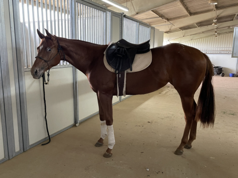 HorseID: 2308978 THE COOLEST EGO - PhotoID: 1093740